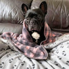 A French Bulldog is wrapped in a pink check fleece blanket and sitting on the couch.
