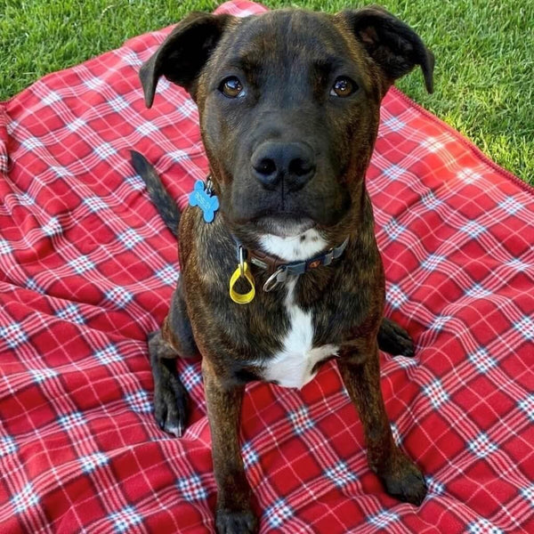 A dog is sitting on a red check fleece dog blanket.