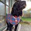 A small Cockerpoo dog wearing a blue and red check fleece dog coat.