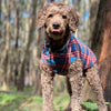 A labradoodle in the woods wearing a blue and red check fleece dog coat.