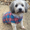 A small dog wearing a blue and red fleece check dog coat.