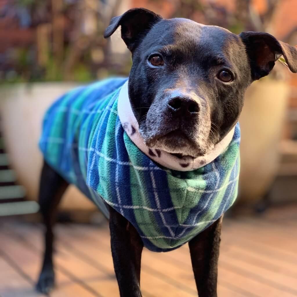 A black dog wearing a green and blue check fleece dog coat.