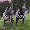 Two Staffordshire Bull Terriers at sunset wearing pink stripe fleece dog coats.