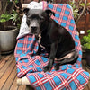 A Staffordshire Bull Terrier sits on a chair which is covered in a blue and red check fleece blanket.