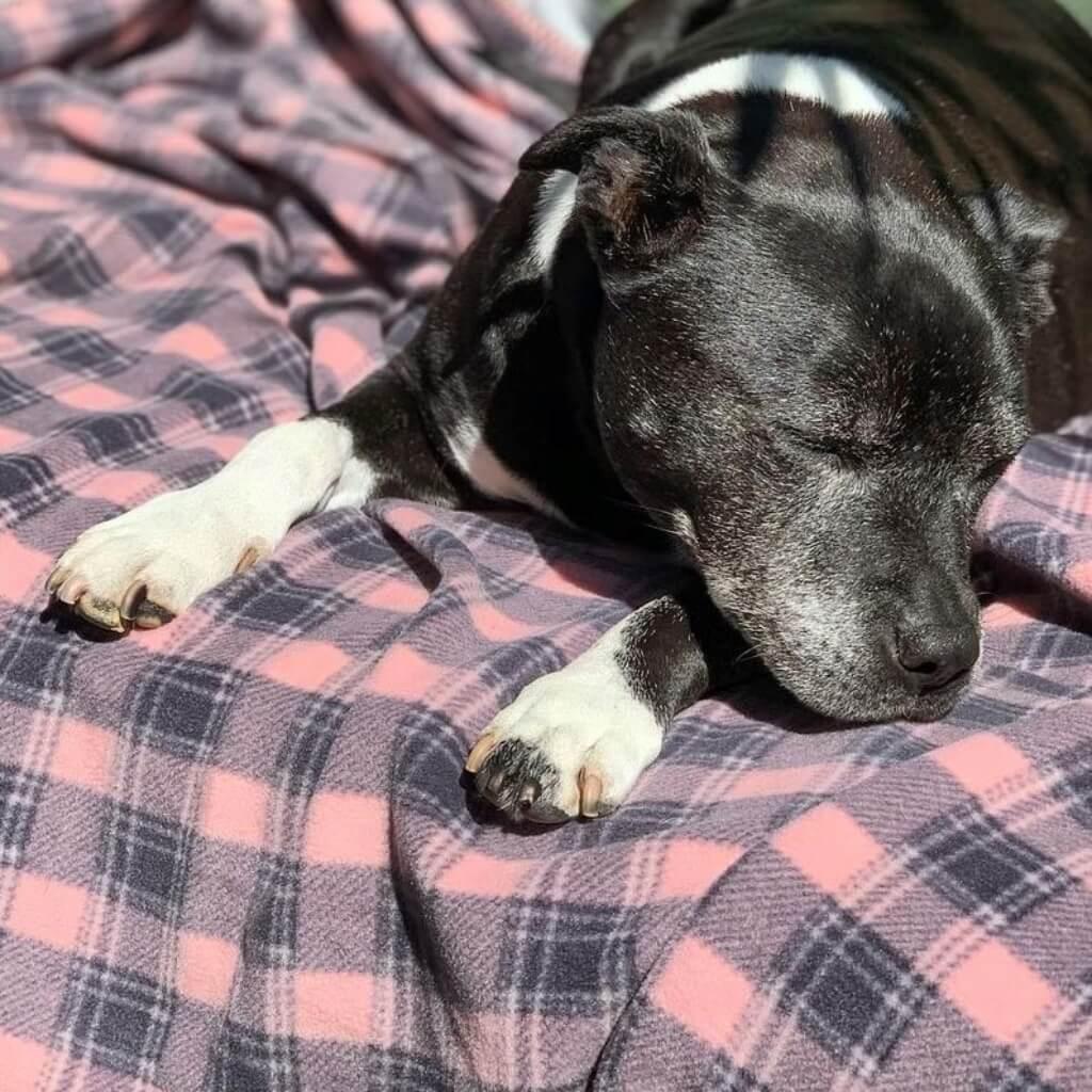 A Staffordshire Bull Terrier sleeps in the sun on a pink check dog blanket.