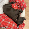 A Staffordshire Bull Terrier in his dog bed, lying on a red check fleece blanket.