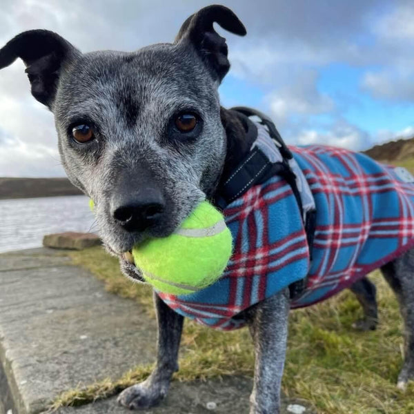 A dog with a tennis ball in her mouth, wearing a blue and red check fleece dog coat.
