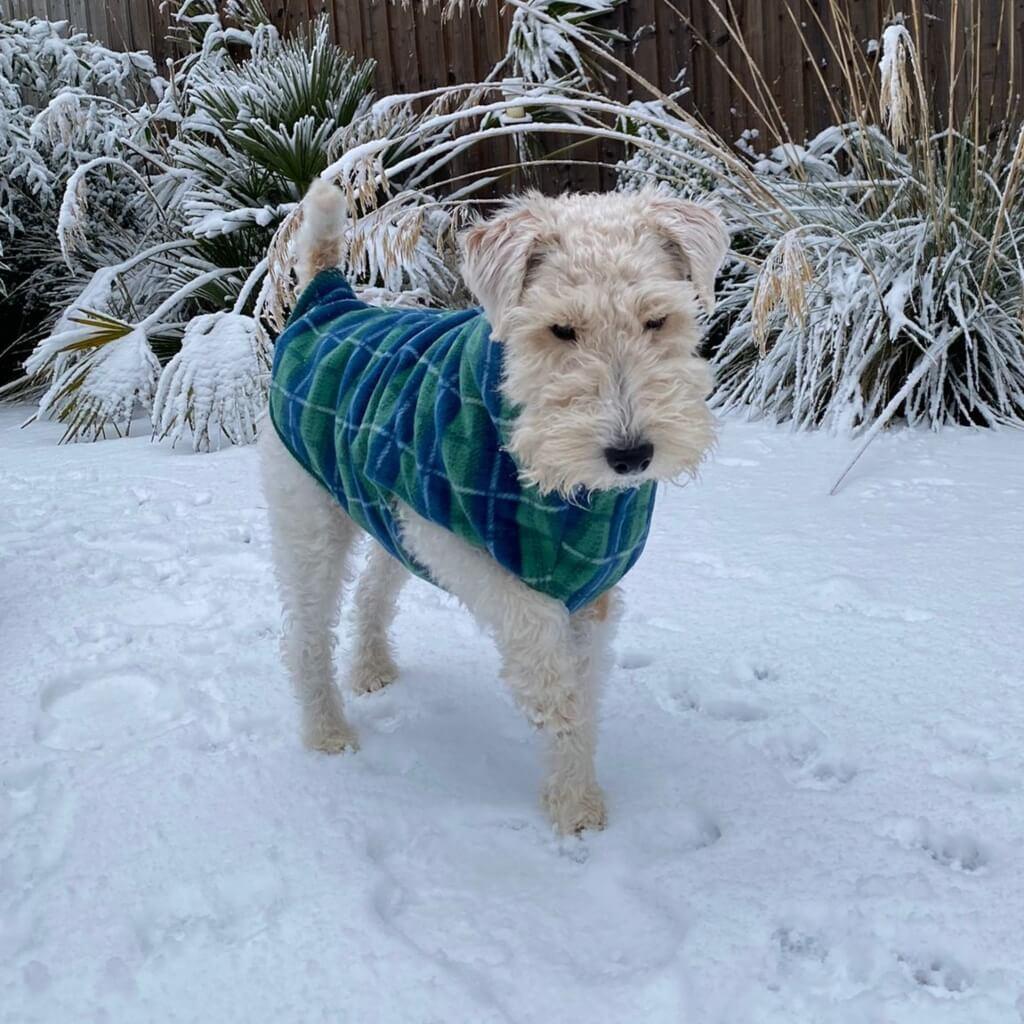 A small white dog in the snow wearing a green and blue check fleece dog coat.