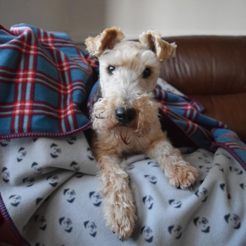 A small terrier sits on the couch covered in a blue check fleece dog blanket.