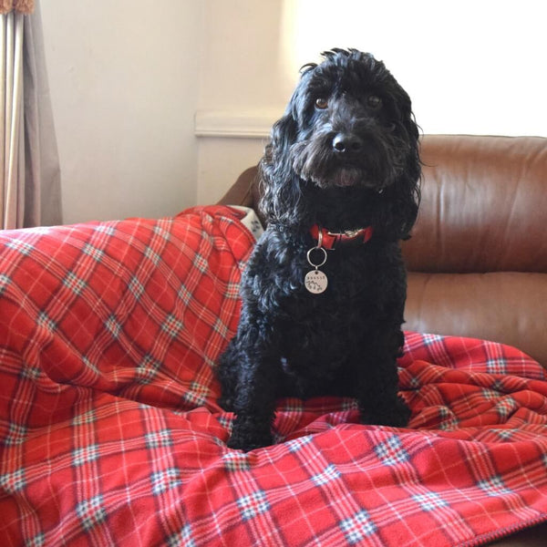 A Cockerpoo dog sitting on a red check fleece dog blanket on the couch.