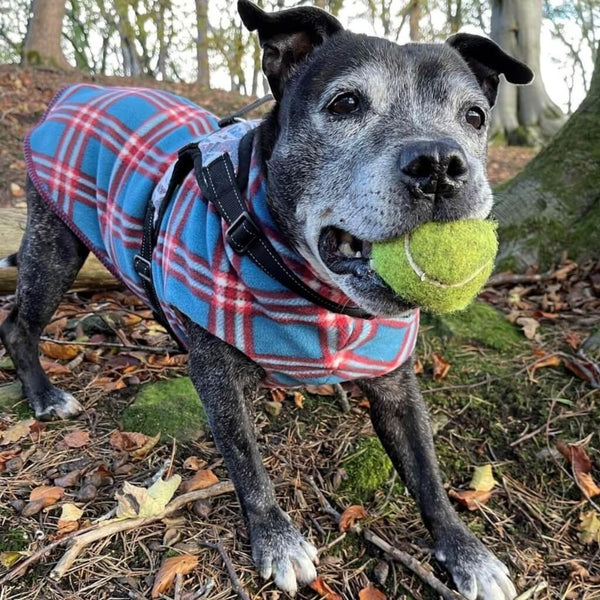 A dog in the woods with a tennis ball in her mouth, wearing a blue and red check fleece dog coat.