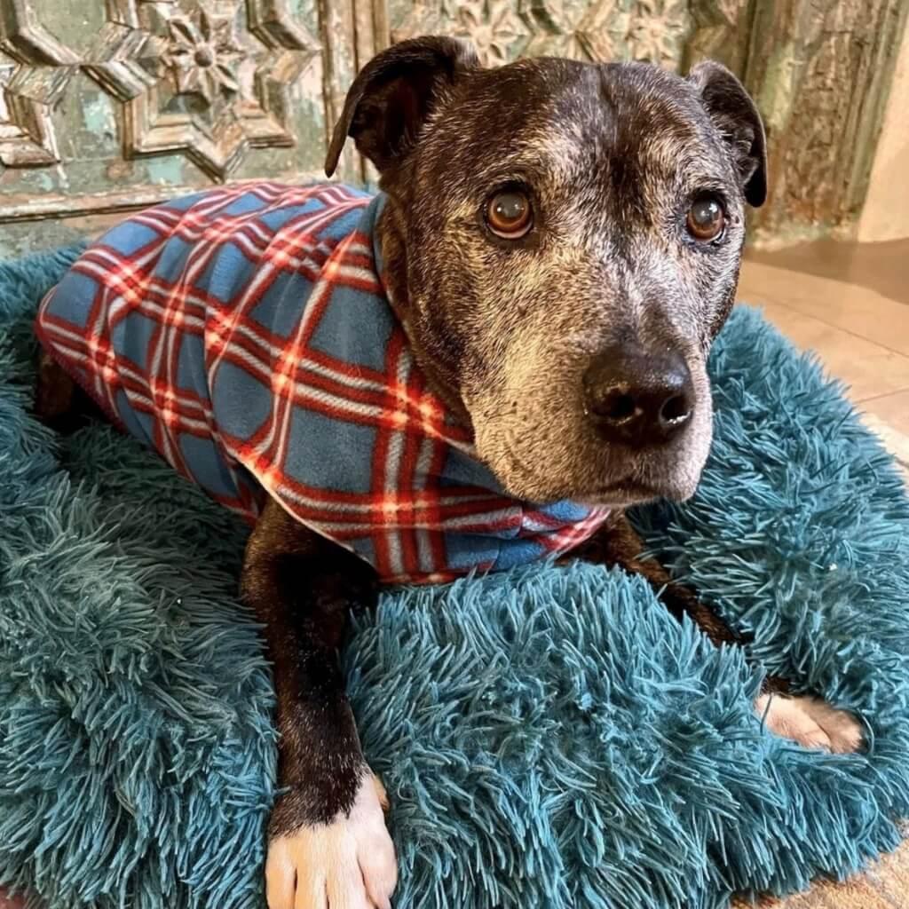An old dog is lying on a fluffy dog bed and wearing a blue check dog coat.