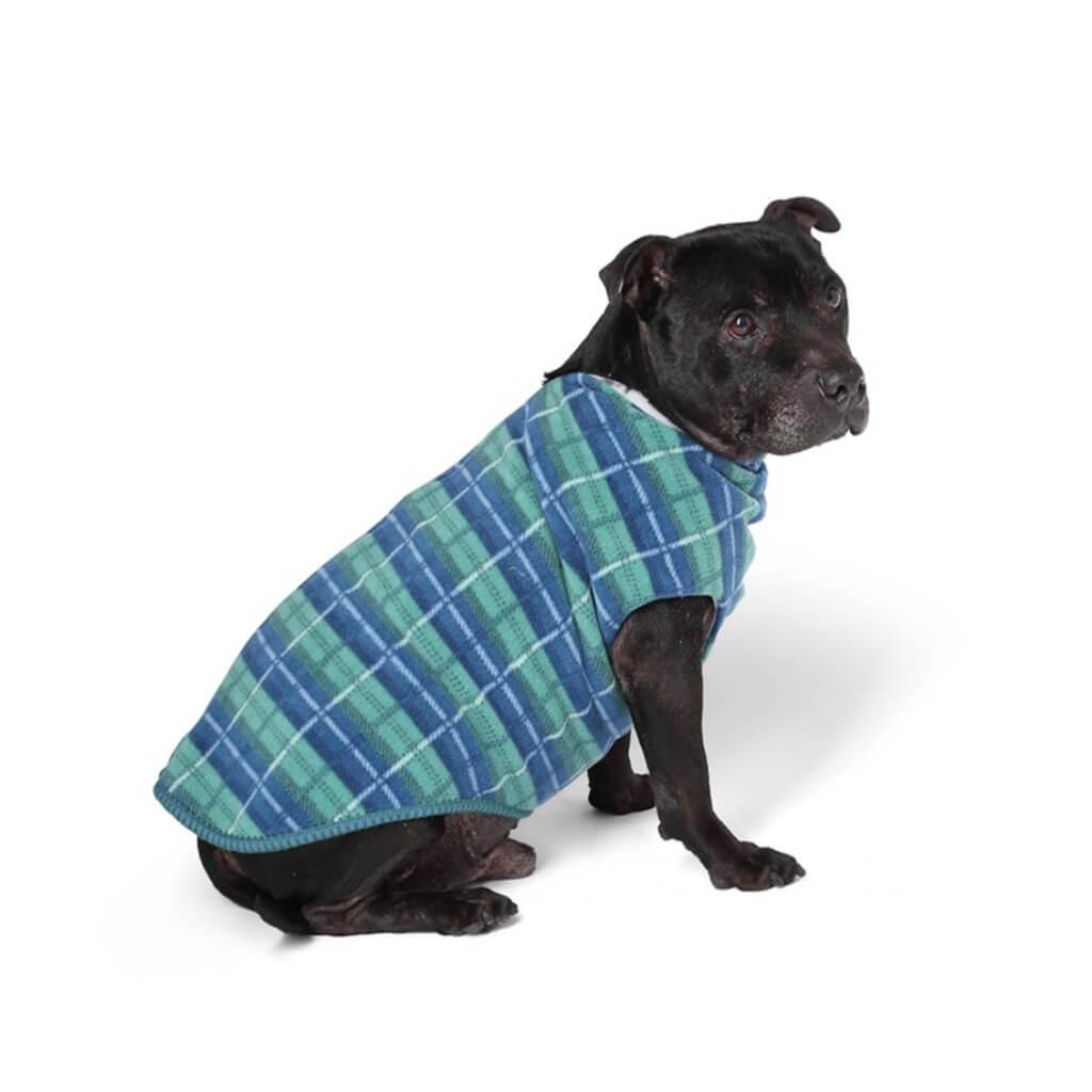A Staffordshire Bull Terrier wearing a green and blue check fleece dog coat.