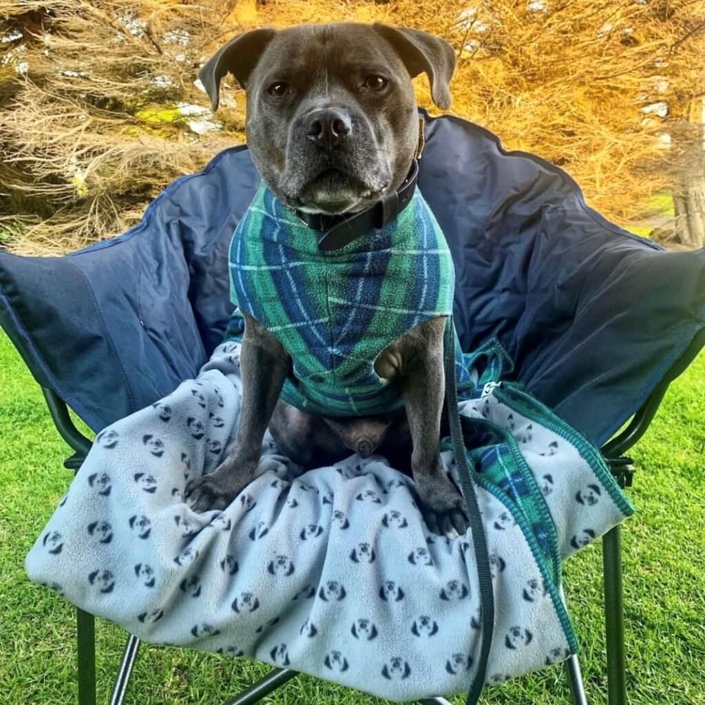A dog sitting on a camping chair wearing a green and blue check fleece dog coat and sitting on a matching blanket.