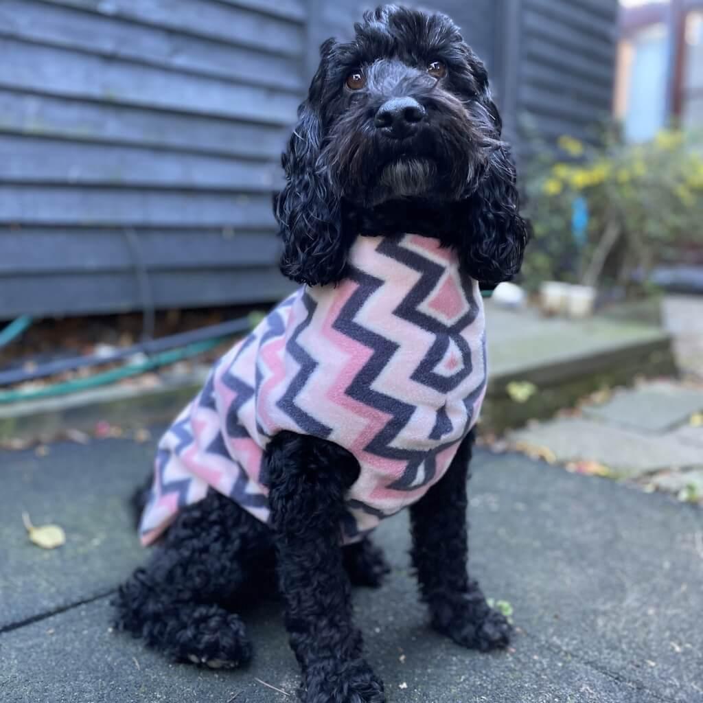 A Cockerpoo dog wearing a pink stripe fleece dog coat.