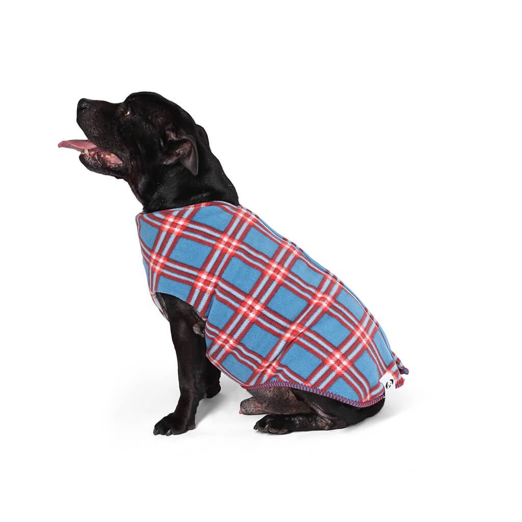 A Staffordshire Bull Terrier wearing a blue and red check dog coat
