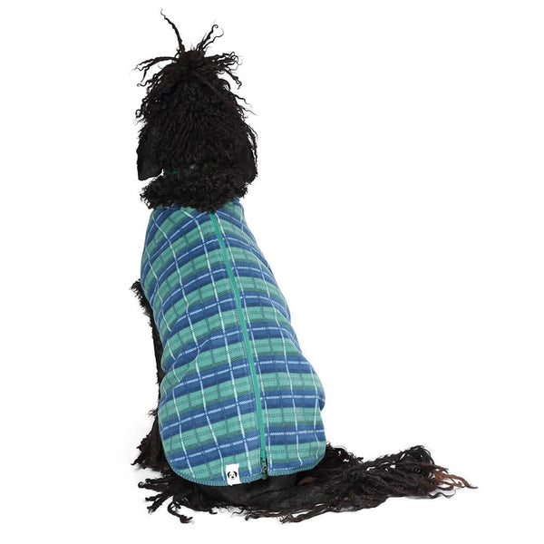A Standard Poodle wearing a green and blue check fleece dog coat.