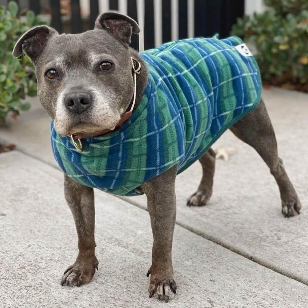 A dog wearing a green and blue check fleece dog coat.