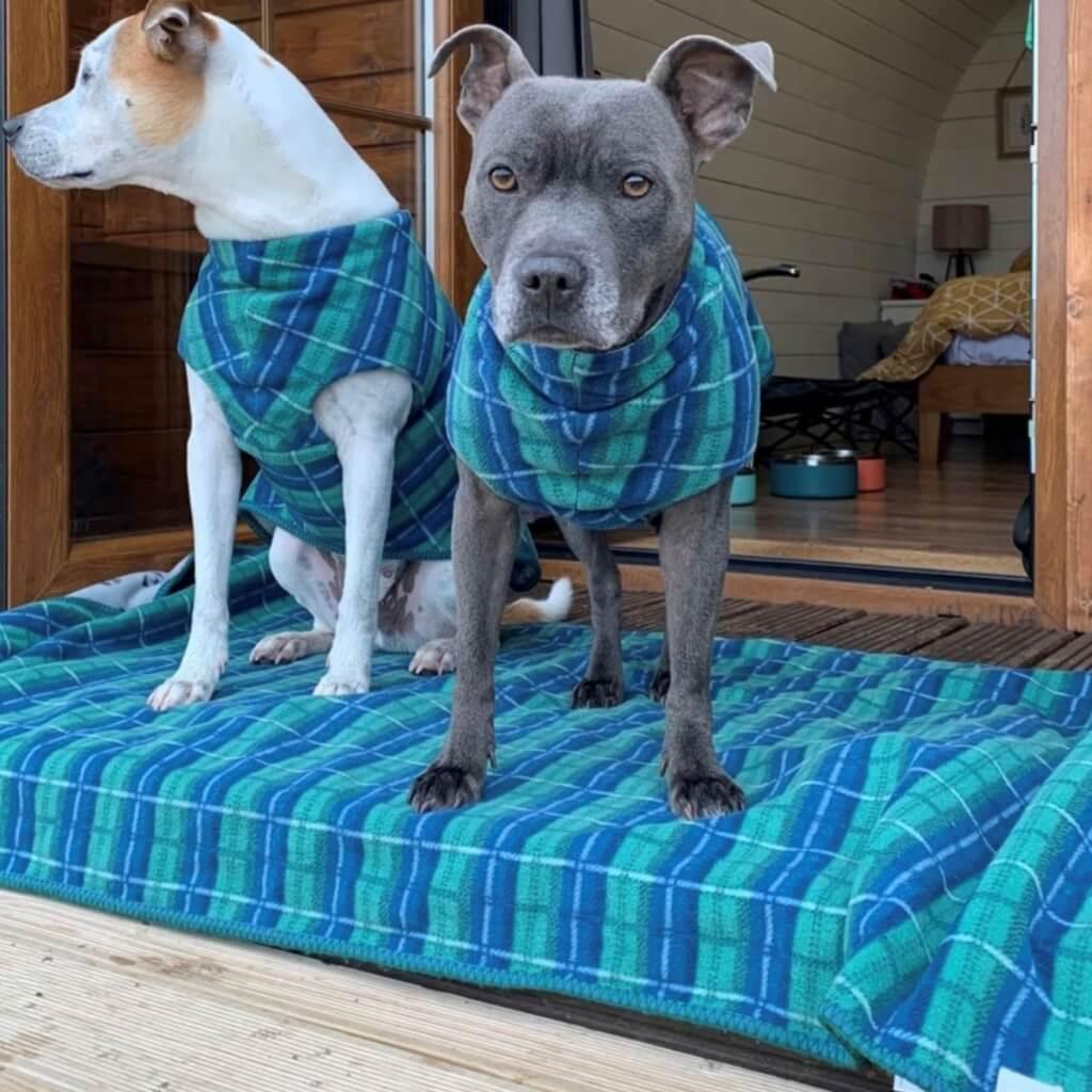 Two dogs are standing in the porch. They are both wearing green and blue check fleece dog coats and standing on a matching blanket.
