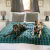 Two dogs are lying on a green and blue check fleece dog blanket on top of a bed.