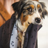 An Aussie Shepherd dog wrapped in a grey fleece blanket and holding a corner of it in her mouth.