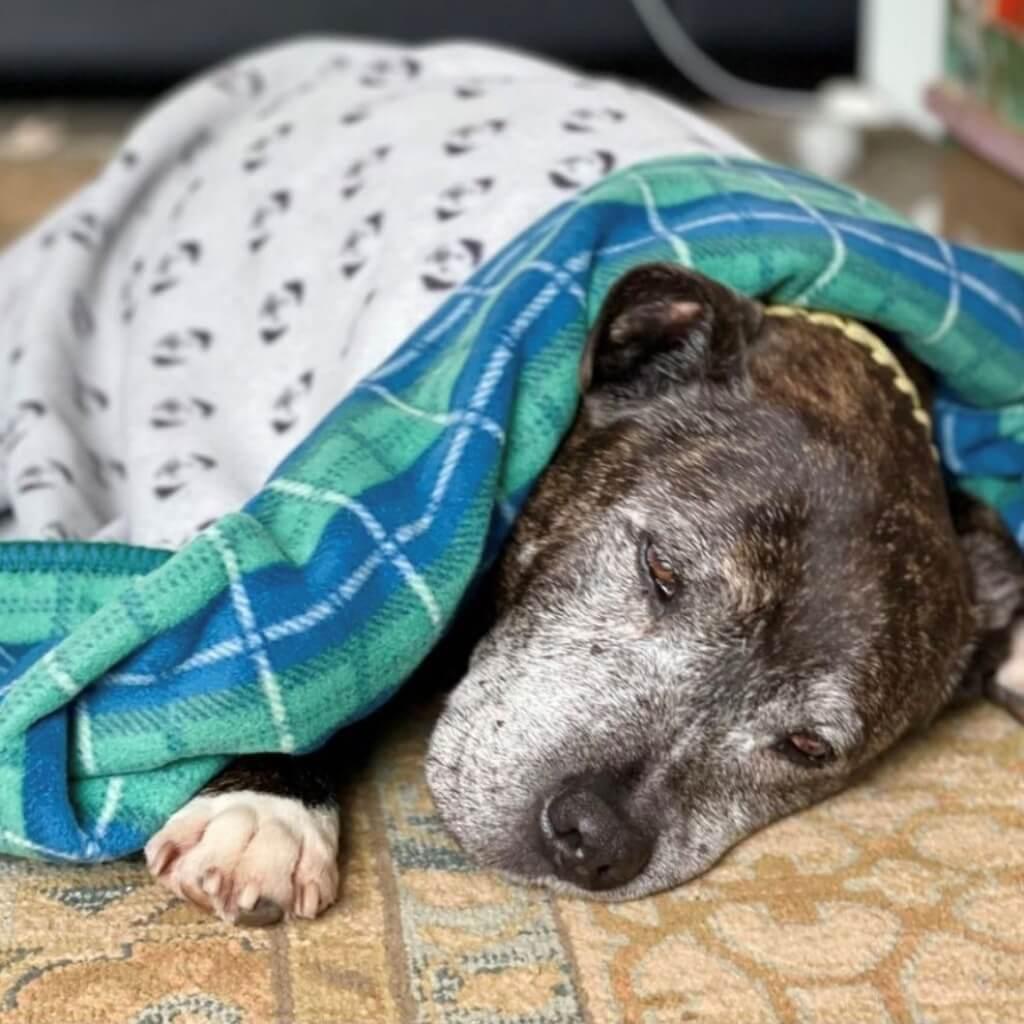 An old Staffordshire Bull Terrier is wrapped in a blue and green check fleece dog blanket.