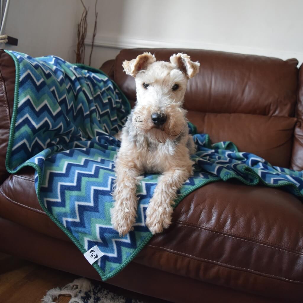 A small terrier dog sitting on a fleece blanket on the couch.