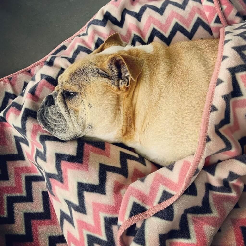 A British Bulldog wrapped in a pink stripe fleece dog blanket.