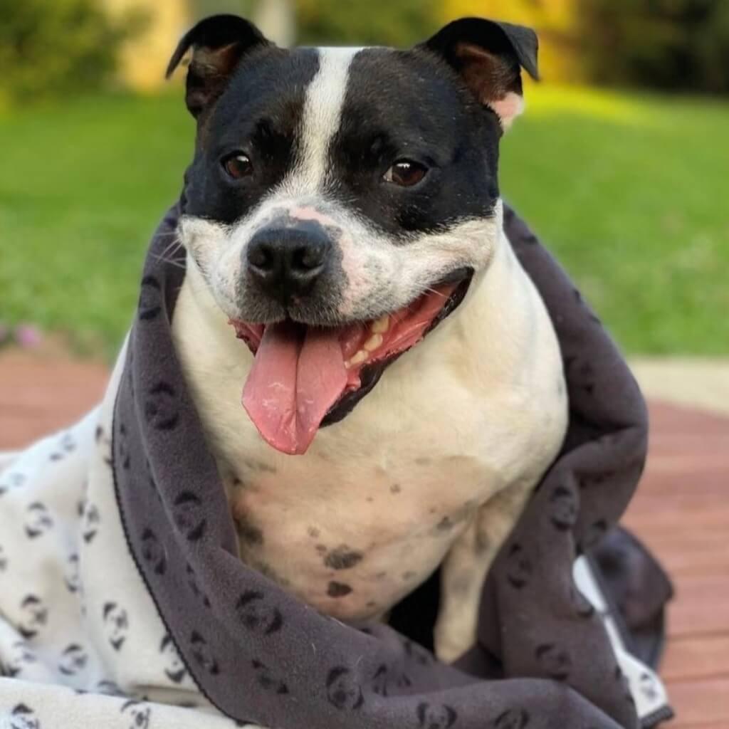 A Staffordshire Bull Terrier wrapped in a grey fleece dog blanket.