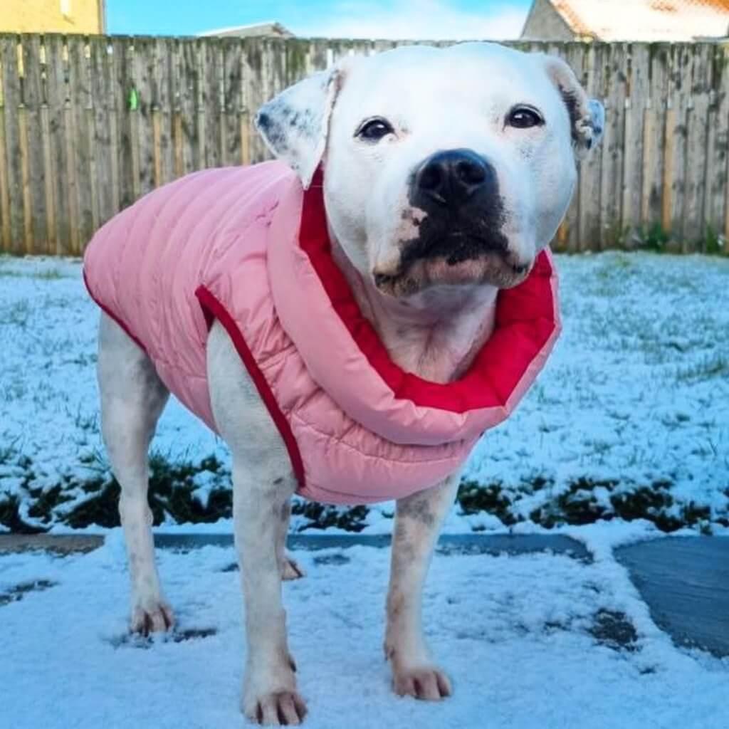A dog in the snow wearing a pink puffer jacket.