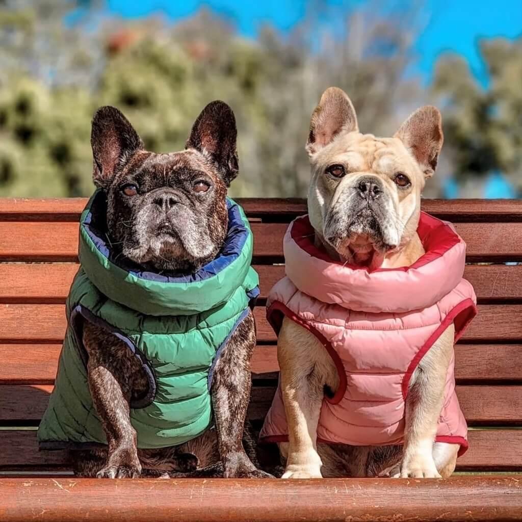 Two French Bulldogs sitting on a bench wearing reversible dog puffer jackets.