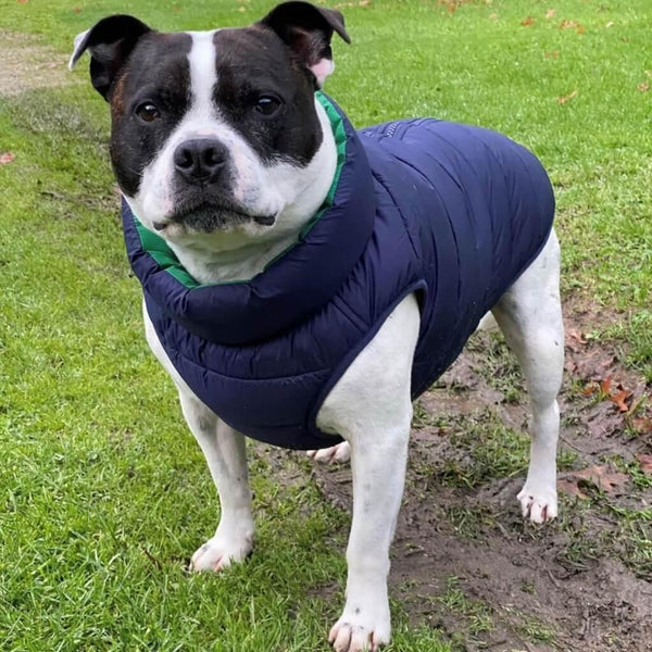 A Staffy on a walk wearing a blue dog puffer jacket.