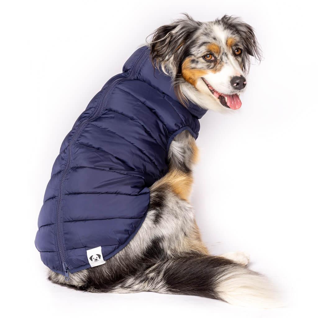 A dog wearing a blue zippered dog puffer jacket.