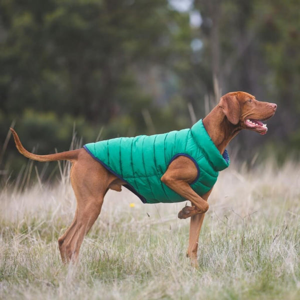 A hunting dog pointing wearing a green dog puffer jacket.