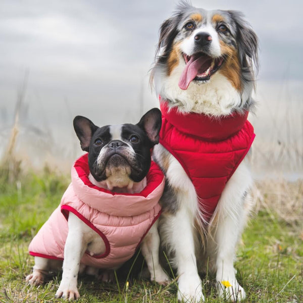 Two dogs sitting together wearing dog puffer jackets.