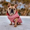 A French Bulldog in the snow wearing a pink dog puffer jacket.