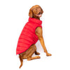 A Vizsla dog wearing a red dog puffer jacket.