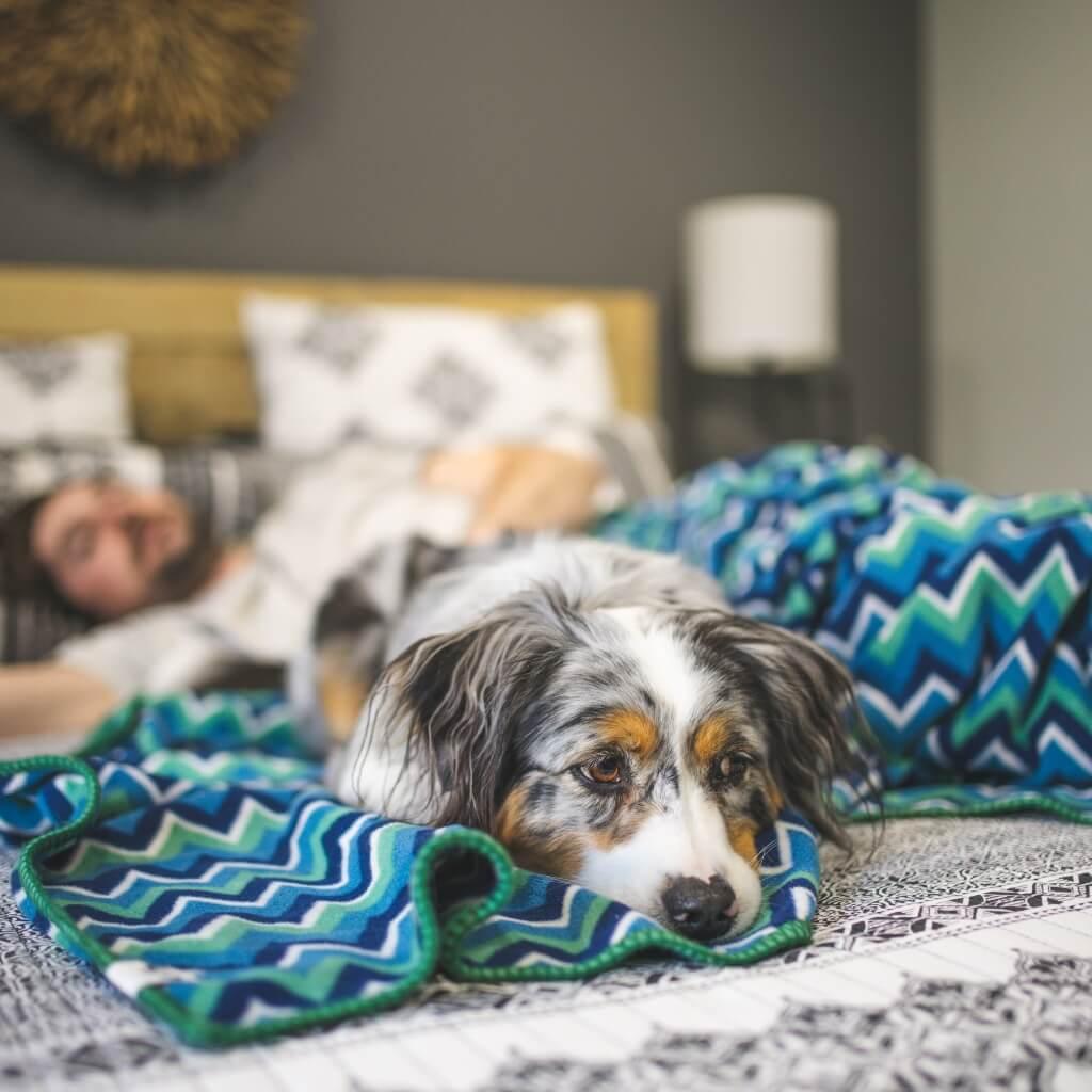 A man and his dog in bed sharing a fleece blanket.
