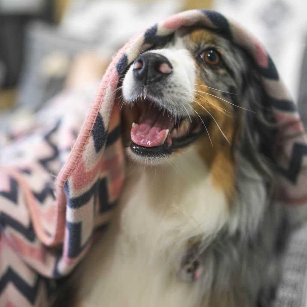 A smiling dog looks out from underneath a pink fleece blanket.