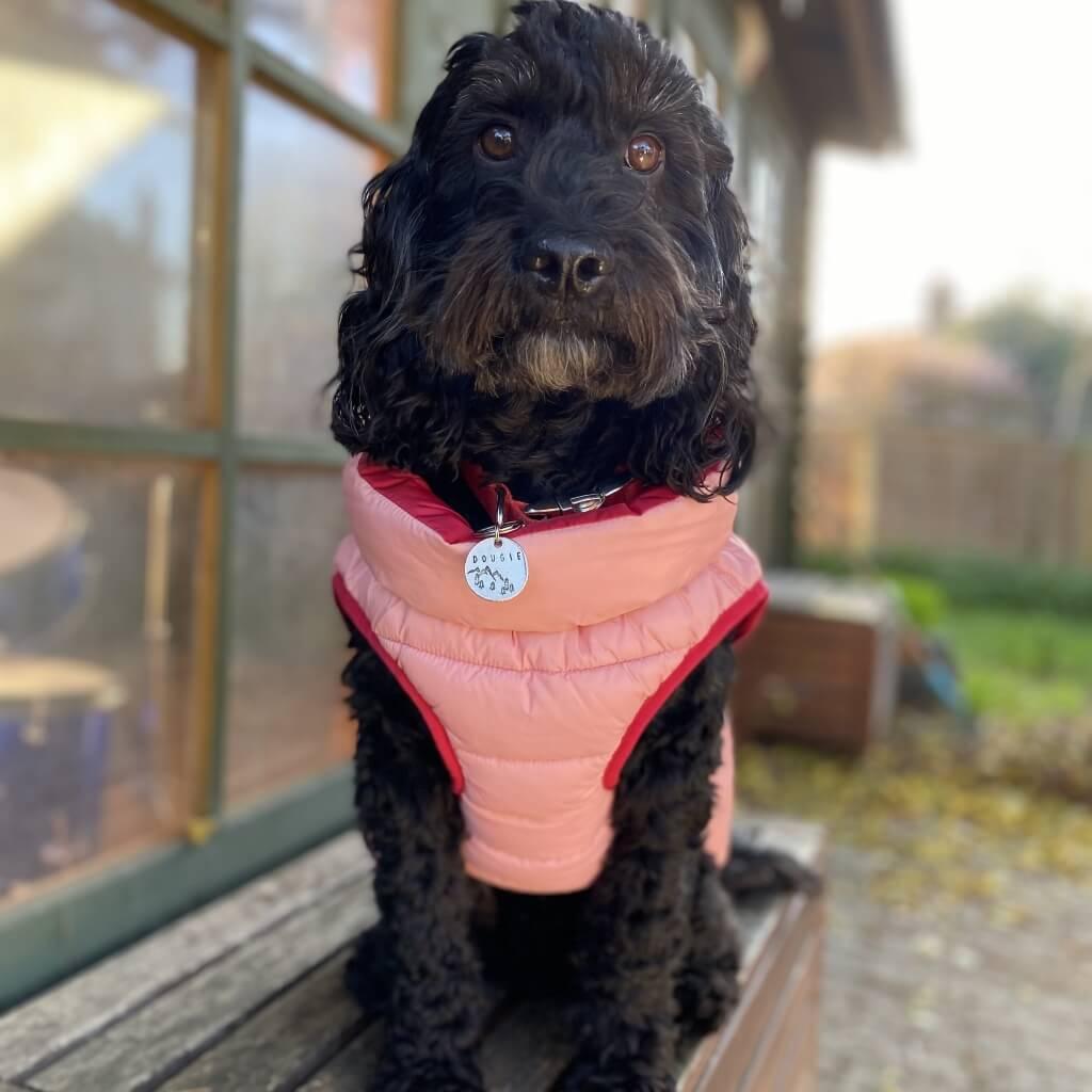 A dog sitting on a bench wearing a pink dog puffer jacket.