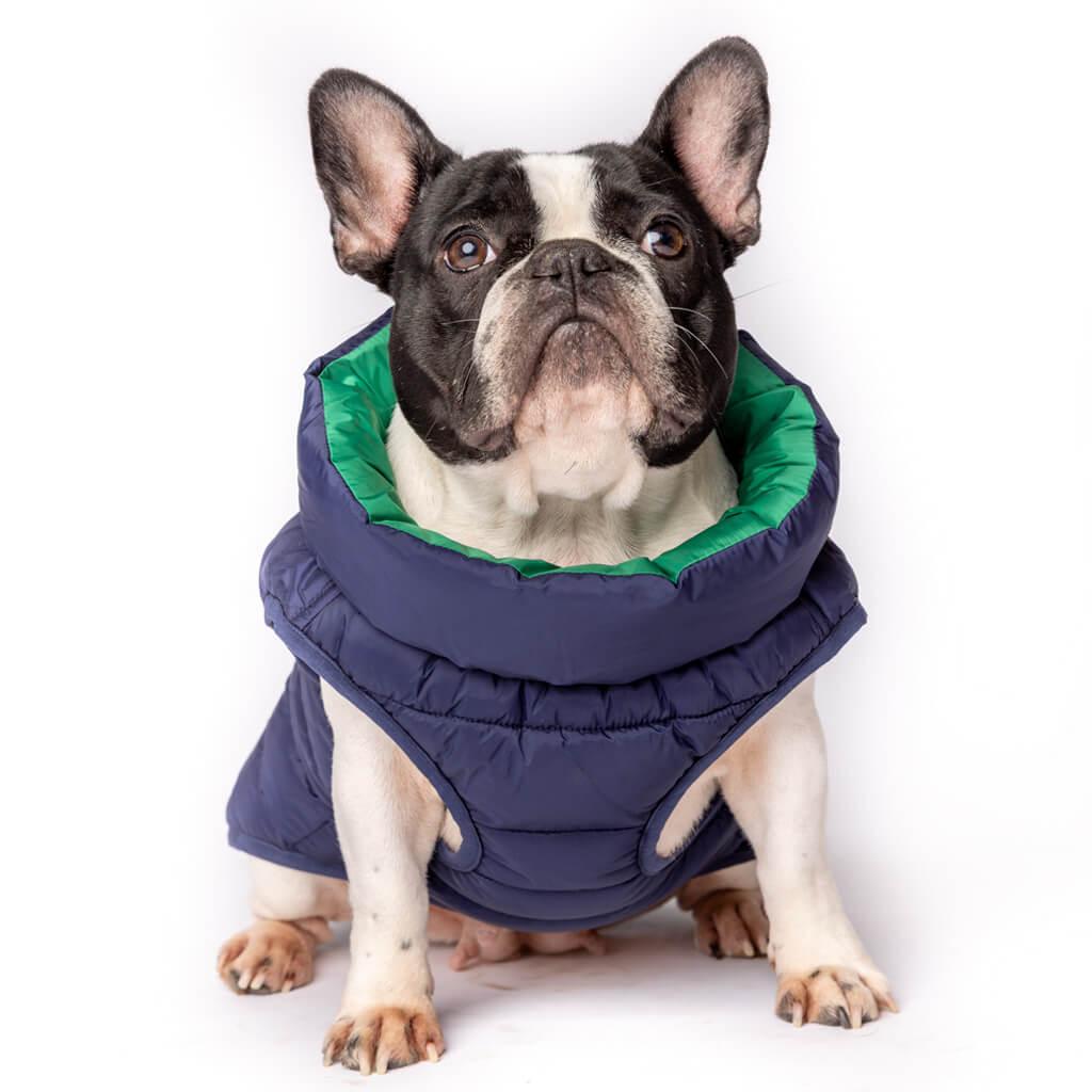 French Bulldog wearing a blue dog puffer jacket.