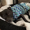 A Staffordshire Bull Terrier lying in a dog bed and wearing a green stripe fleece dog coat.