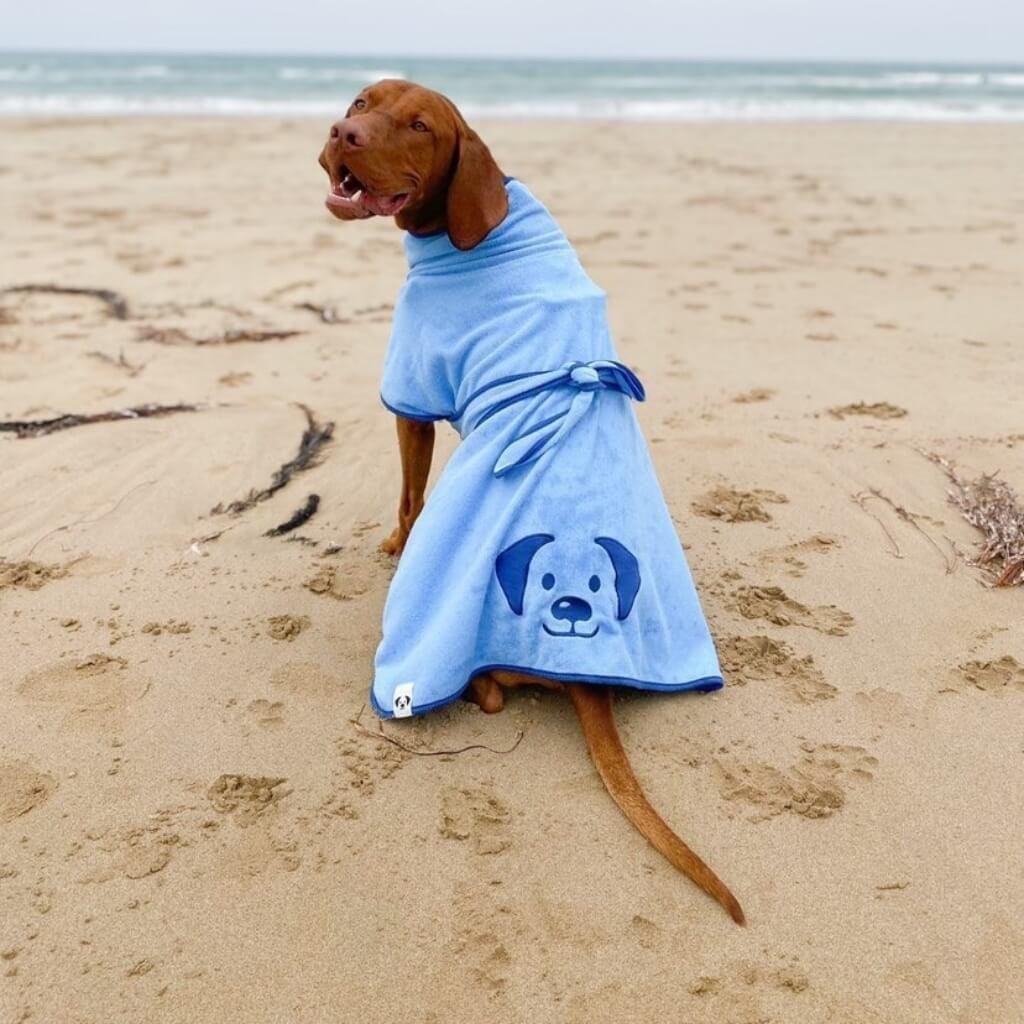 A Vizsla dog on the beach wearing a blue dog drying robe.