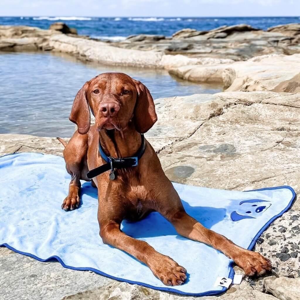A dog at the beach lying on the Snoot Style blue organic cotton lightweight dog towel.
