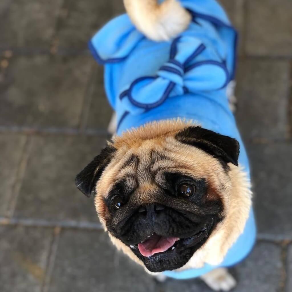 A pug wearing a blue dog drying coat.