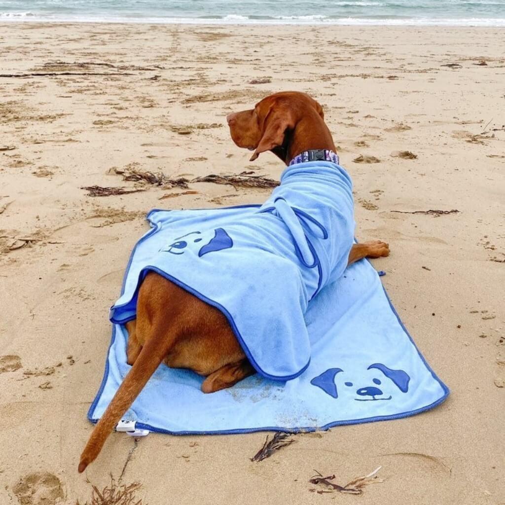 A Vizsla dog at the beach, lying on a blue dog towel and wearing a matching dog drying coat.