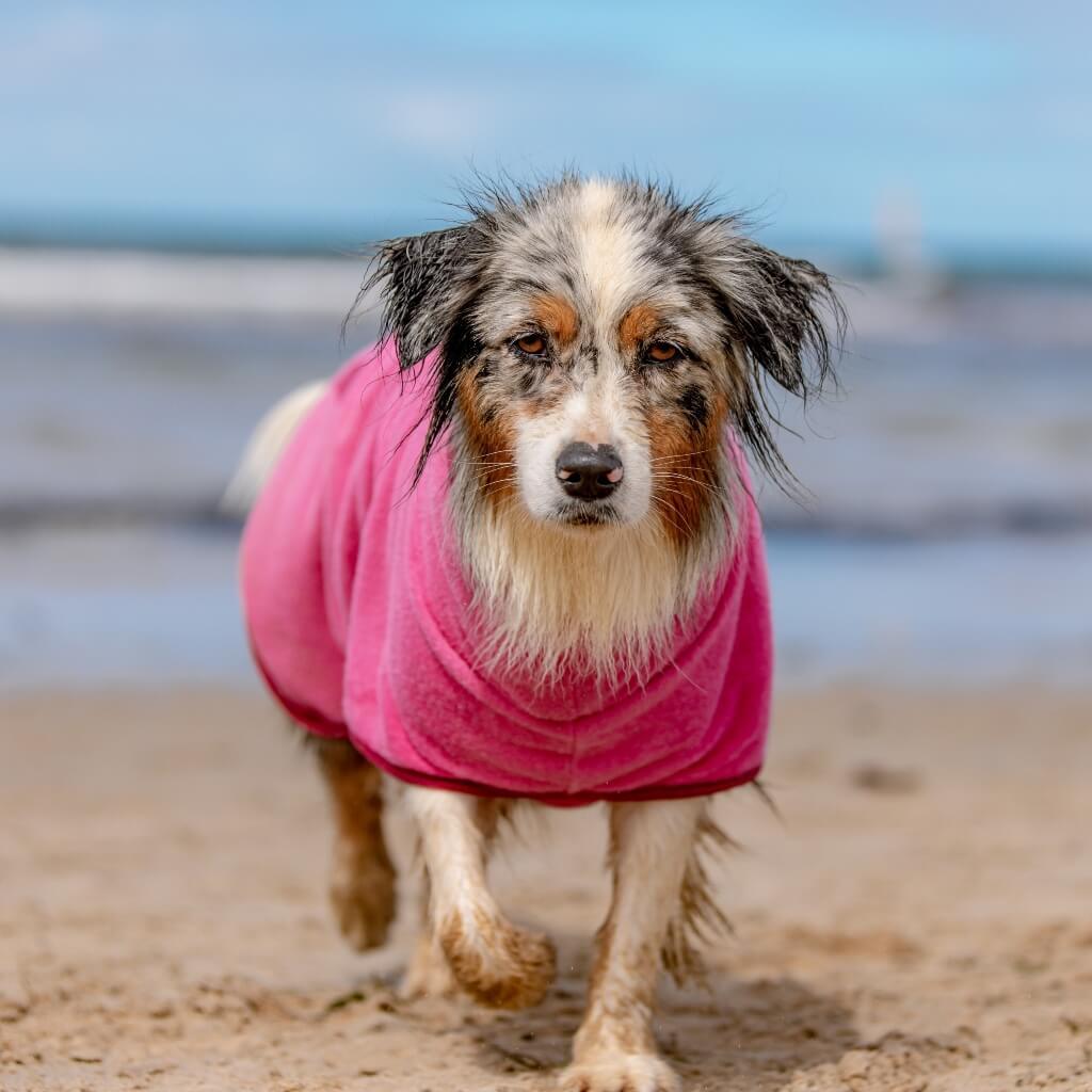 A dog at the beach wearing a pink dog drying coat.